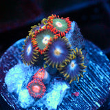 JC Zoa Garden Seed
