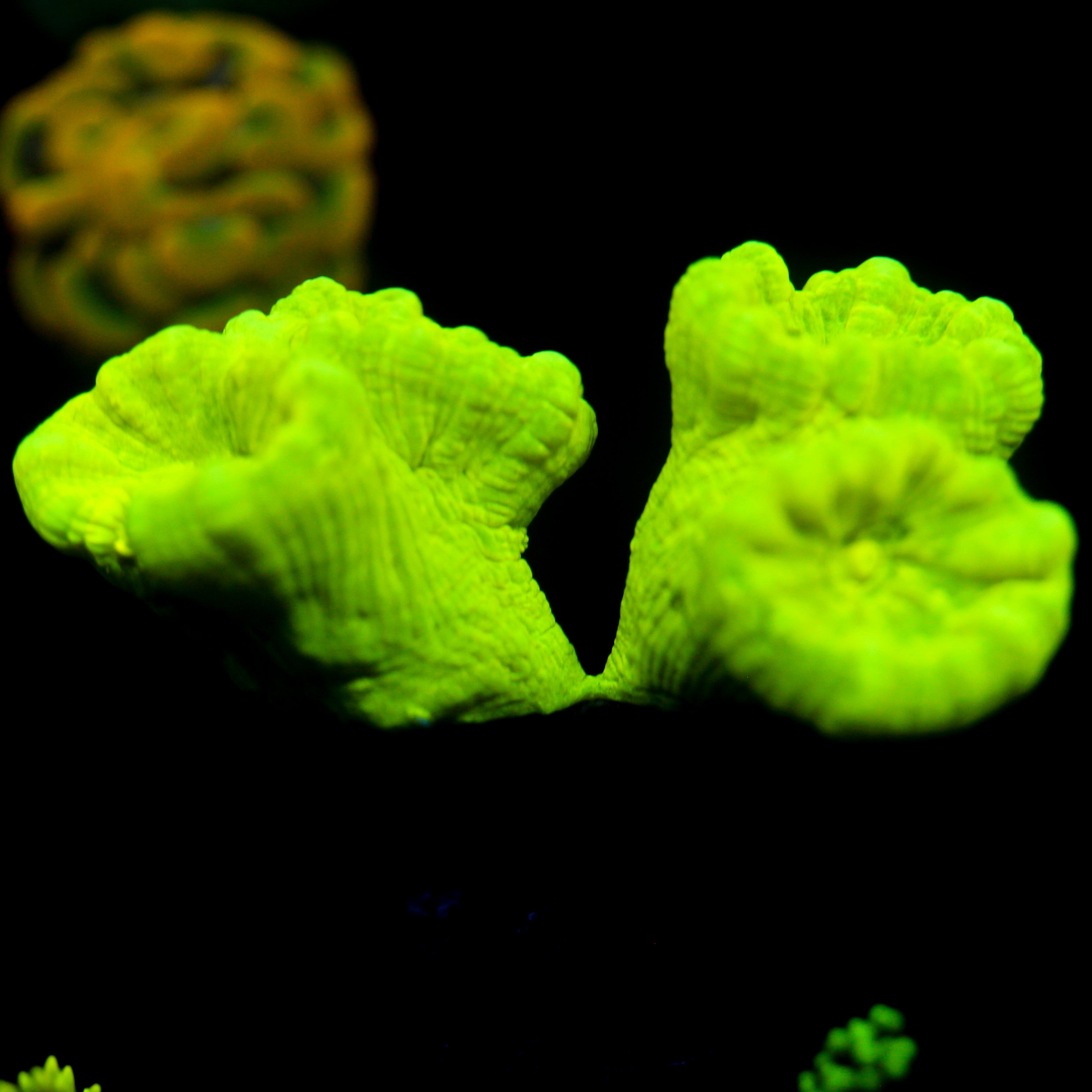 JC Neon Green Trumpet