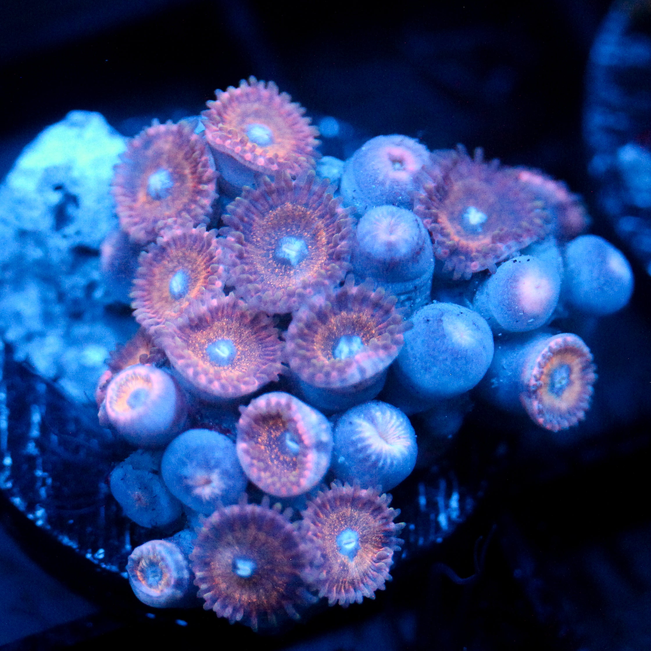 JC Peachy Zoa's