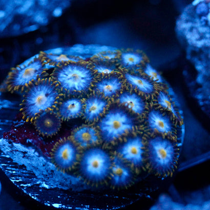 JC Blue Beast Zoanthid