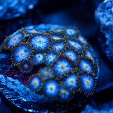 JC Blue Beast Zoanthid