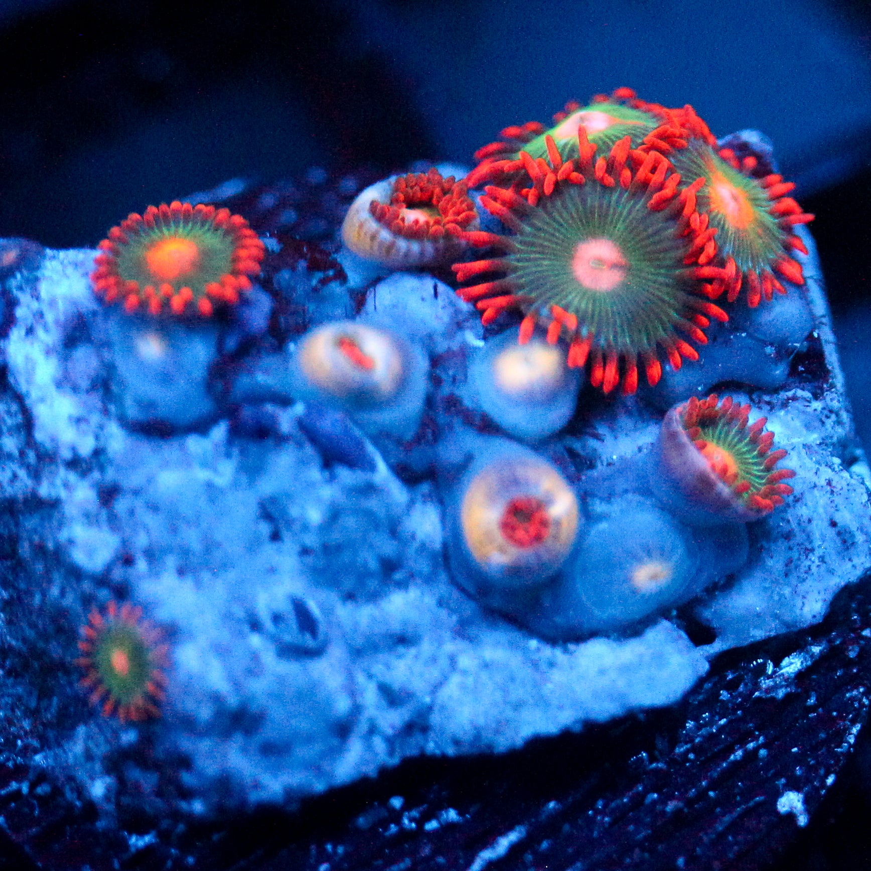 JC Gatorade Zoanthid