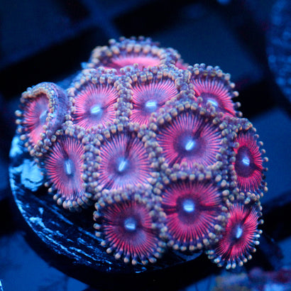 JC Terrorizer Zoanthid