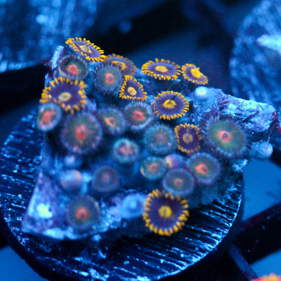 JC Zoa Garden Seed