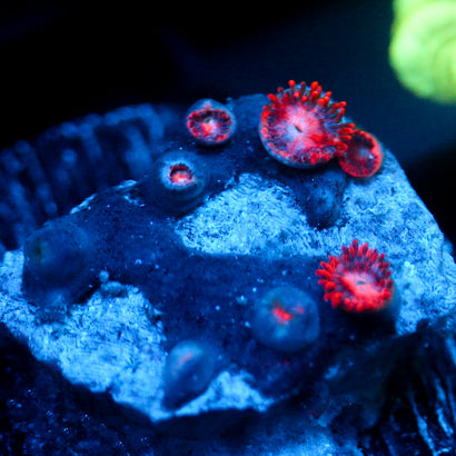 JC Peach Nova Zoanthid