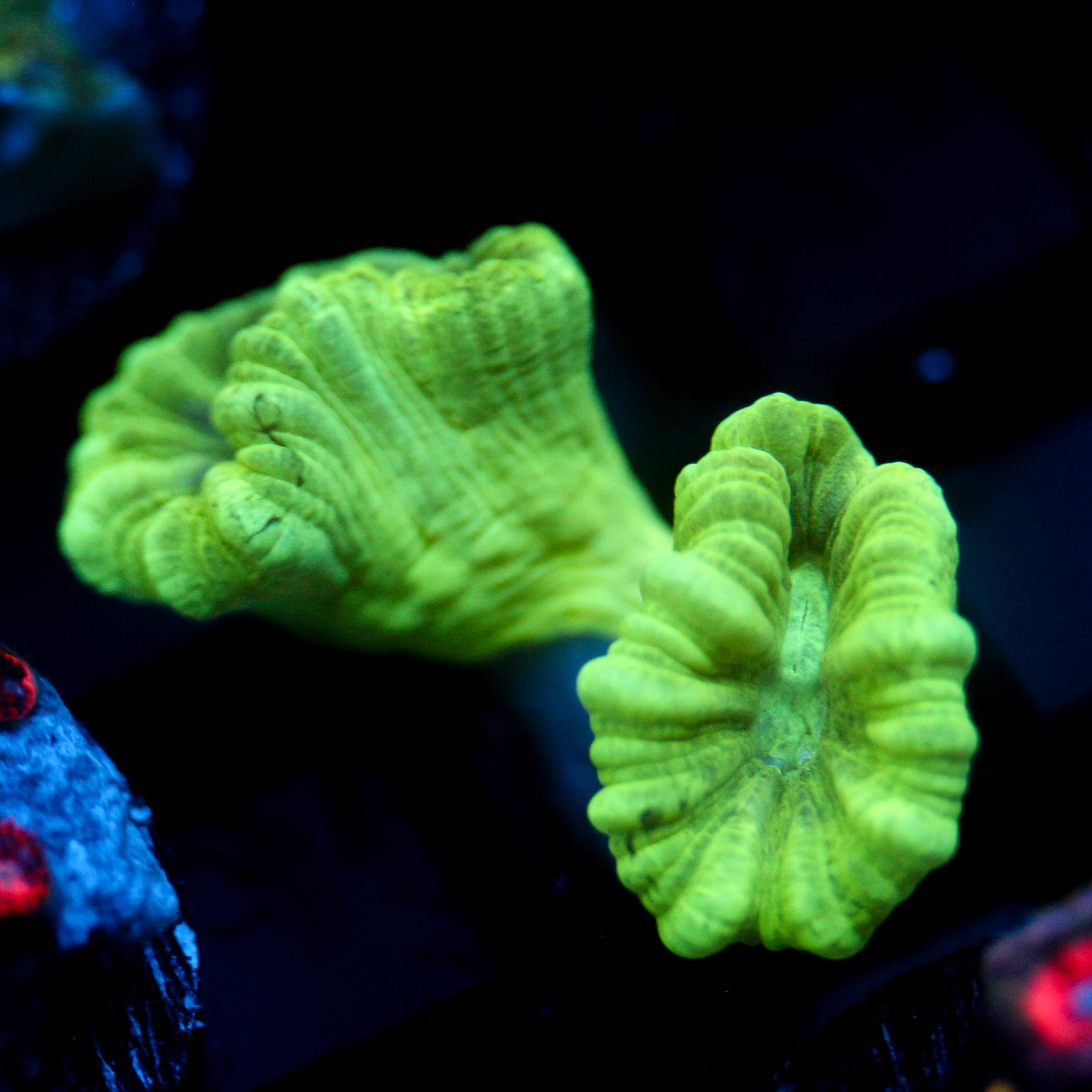 JC Green Trumpet Coral