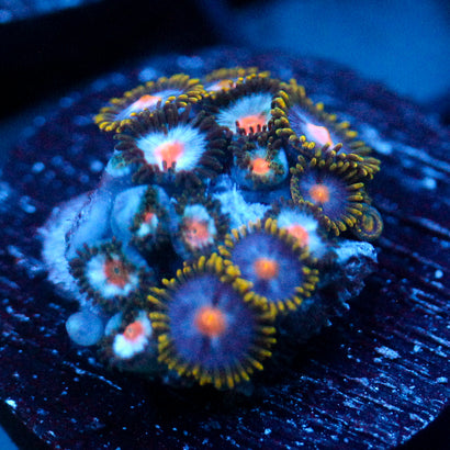JC Saturn Zoanthid