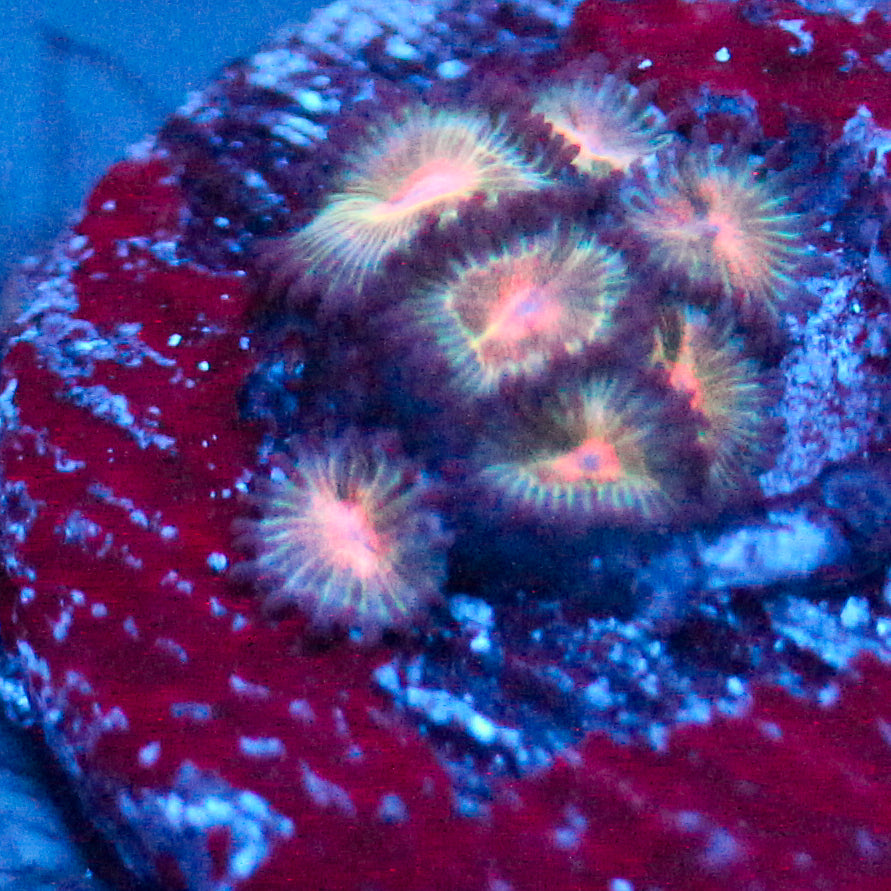 JC Peach Bellini Zoanthid