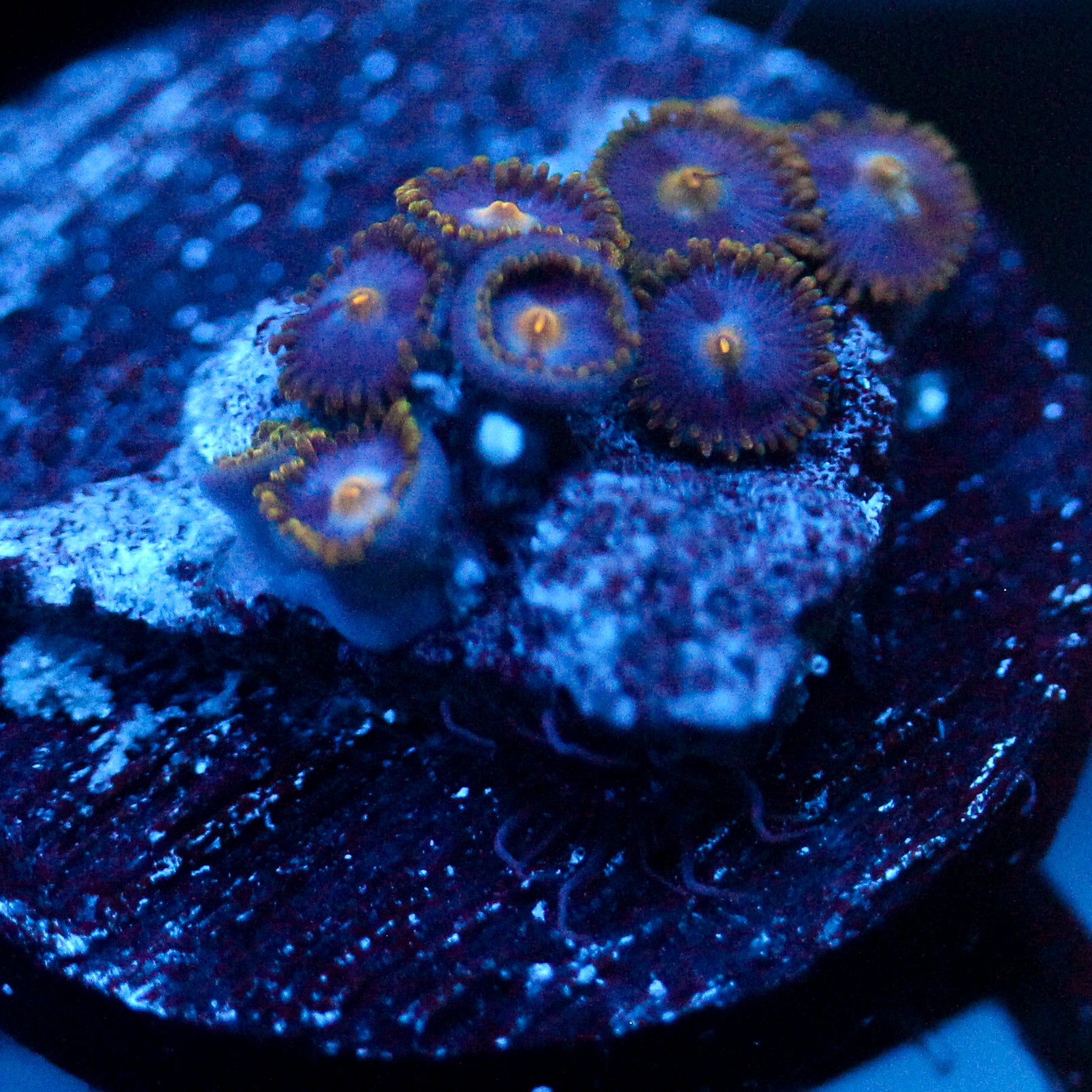 JC Gold Gobbler Zoanthid