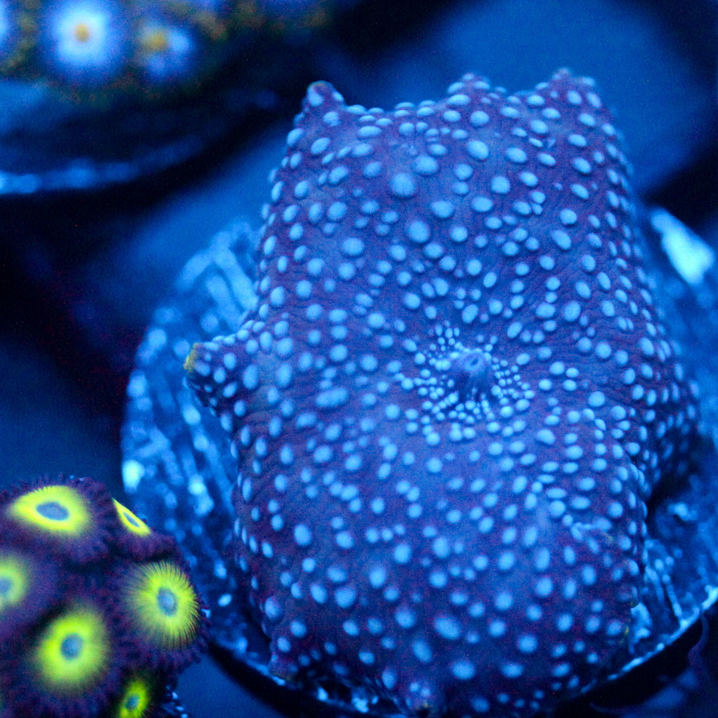 JC Blue on Blue on Blue Discosoma
