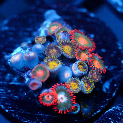JC Zoa Garden Seed
