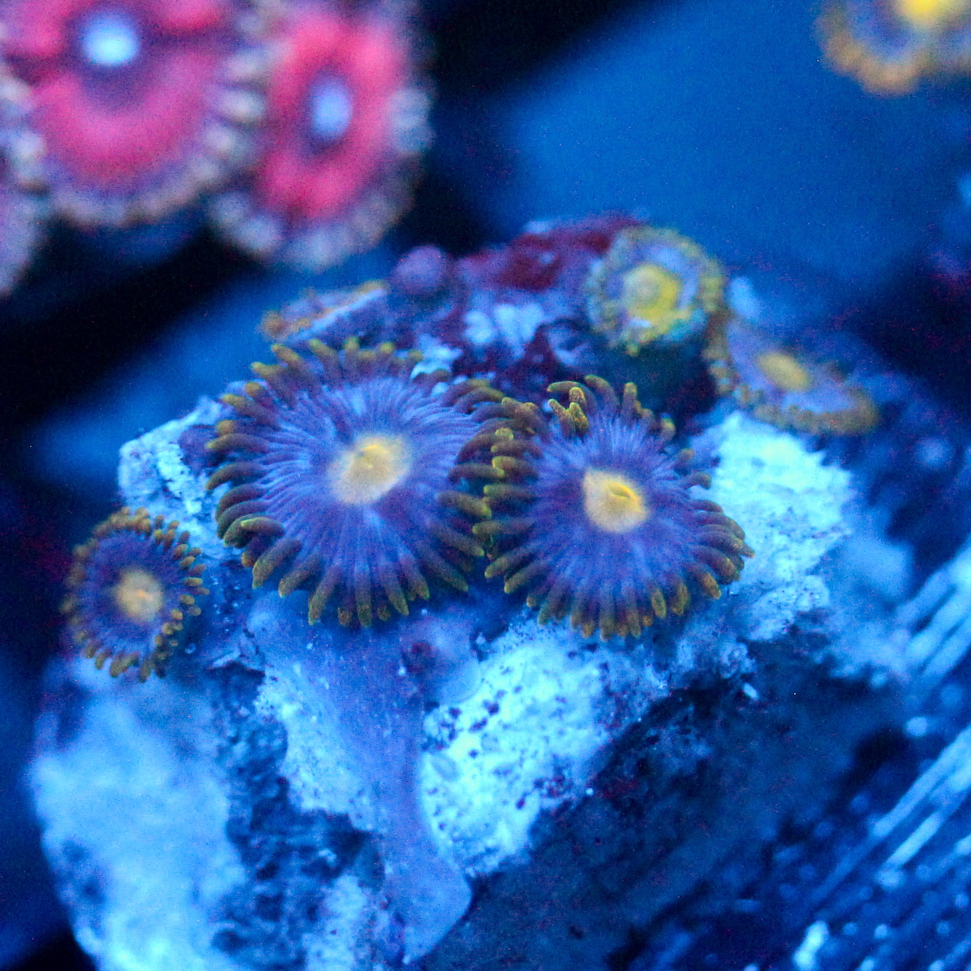 JC Gold Burst Zoanthid