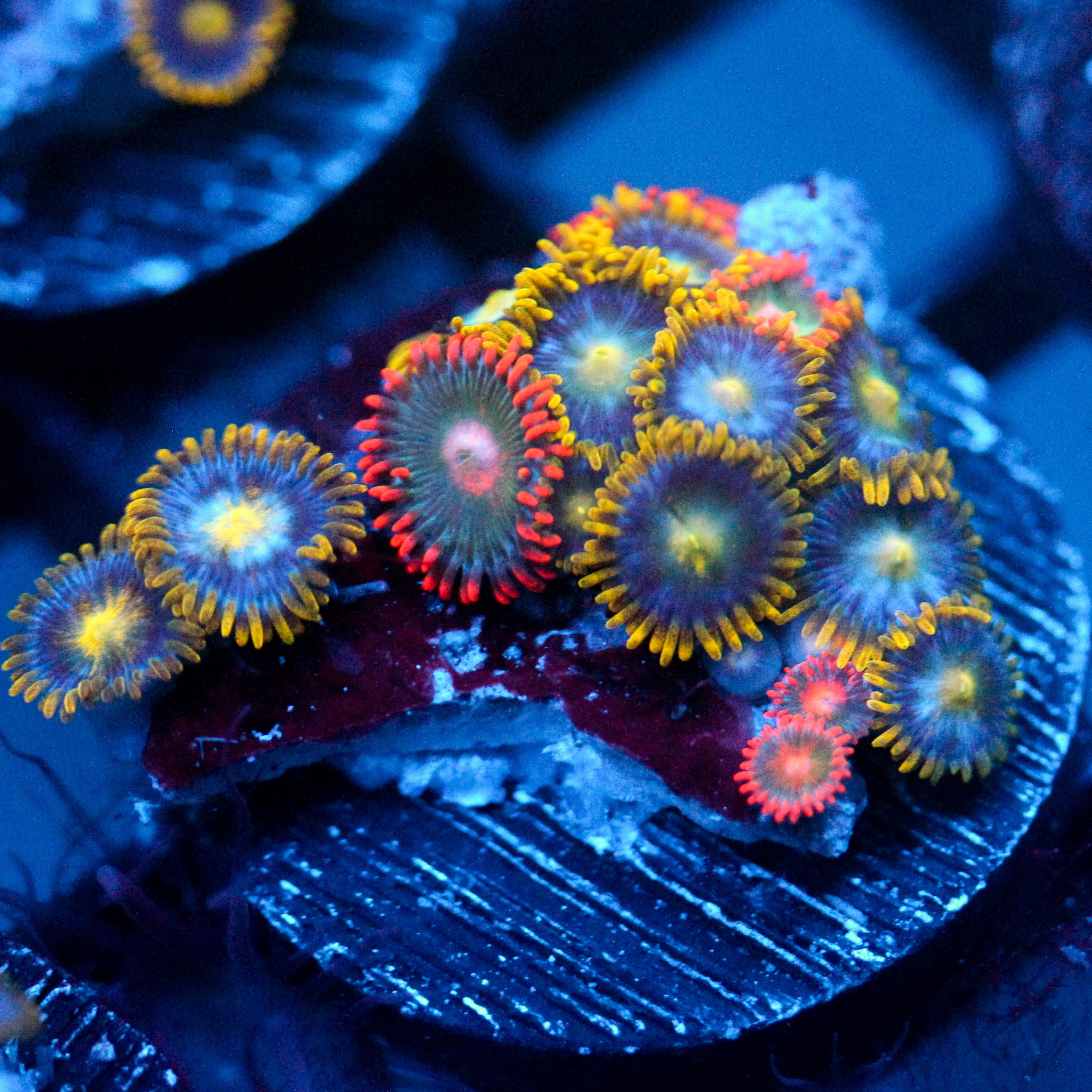 JC Zoa Garden Seed