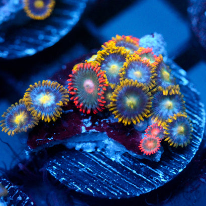 JC Zoa Garden Seed