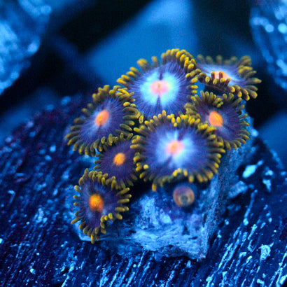 JC Blue Beast Zoanthid