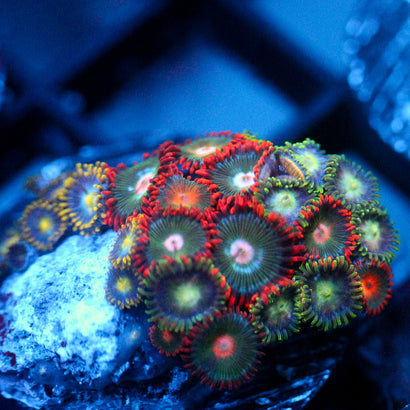 JC Zoa Garden Seed