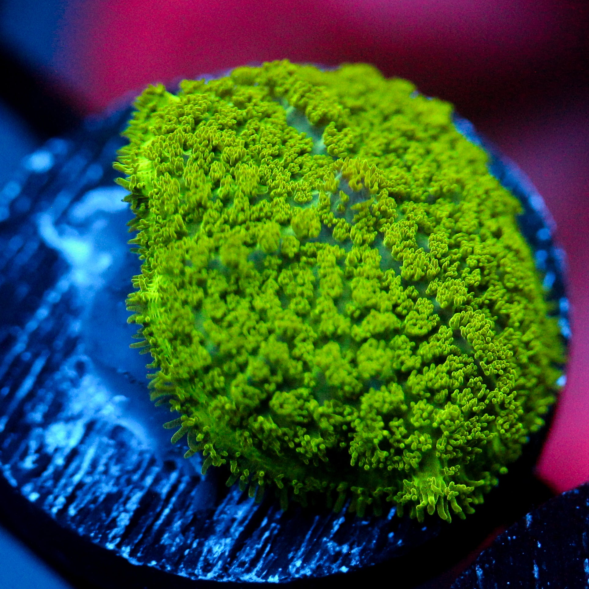 JC Neon Green Rhodactis