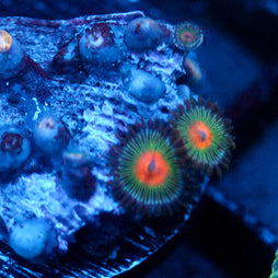 JC Alien Blood Zoanthid