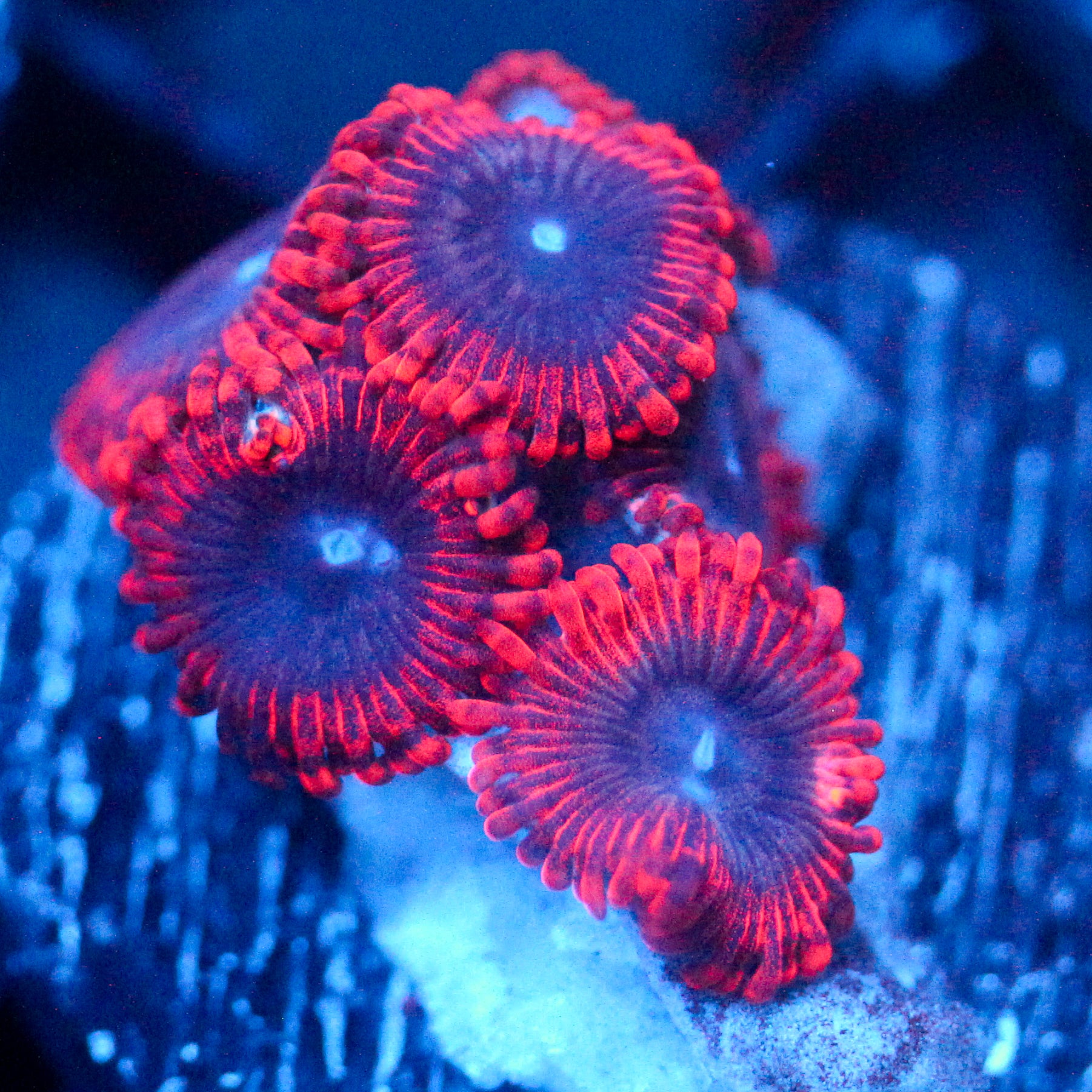 JC Typhloshion Zoanthid