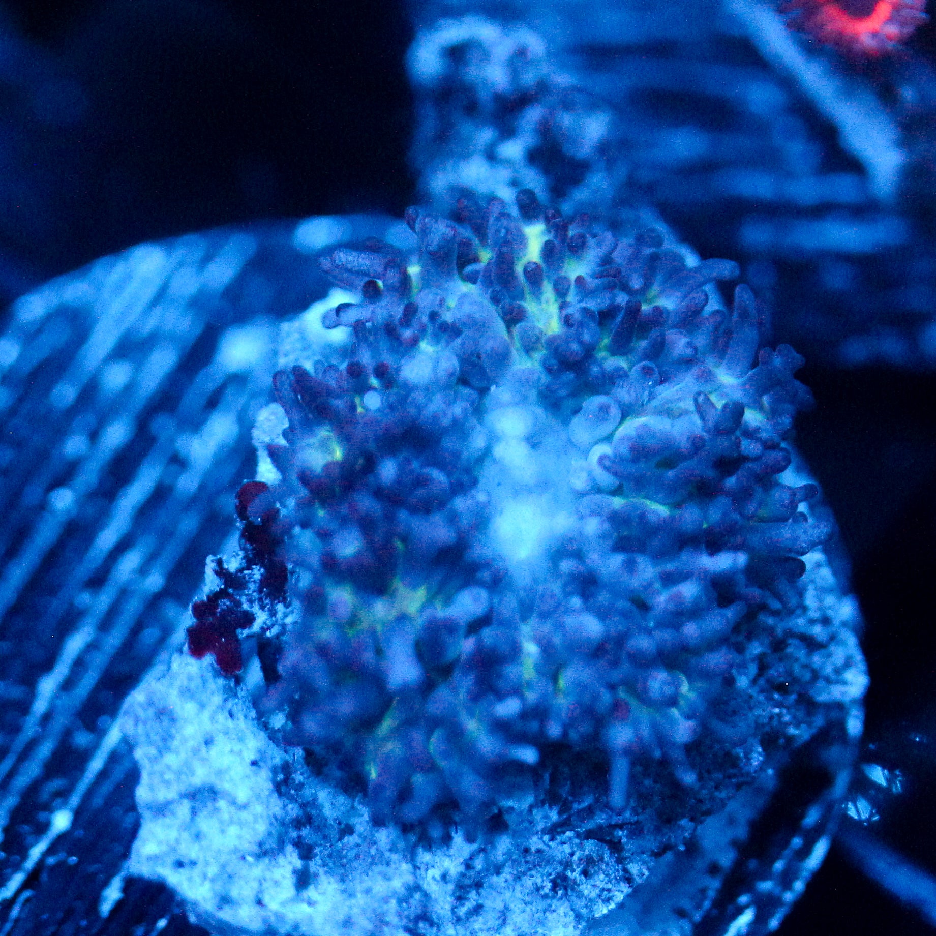JC Fuzzy Mushroom