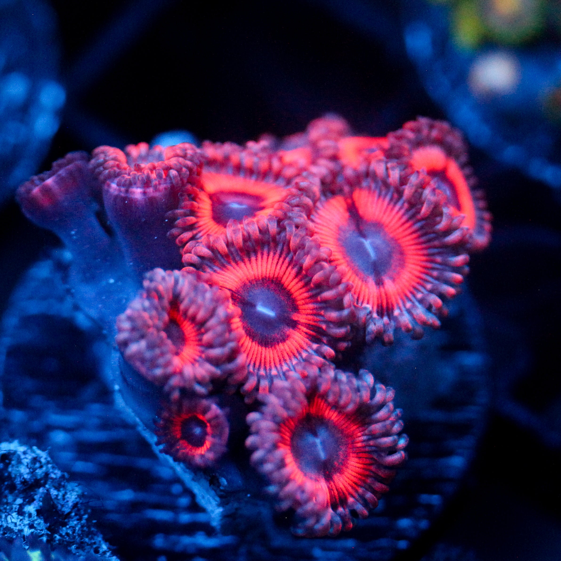 JC Pink Fiasco Zoanthid