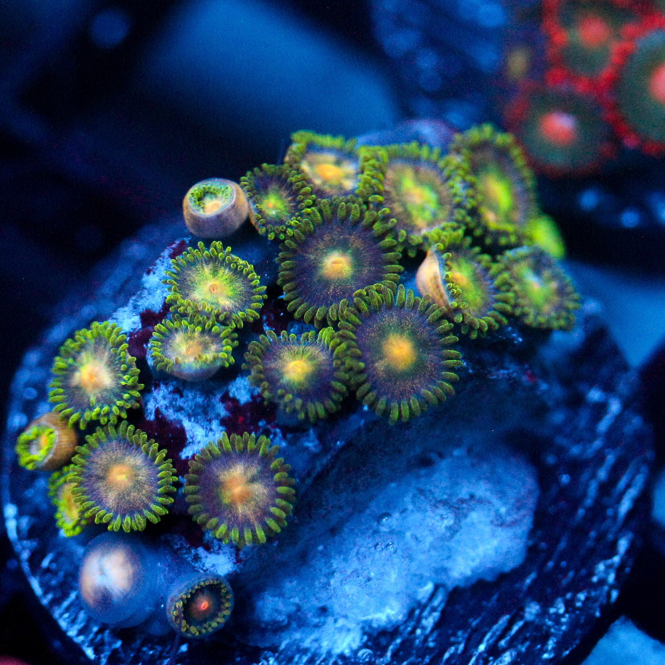 JC Green Crawler Zoanthid