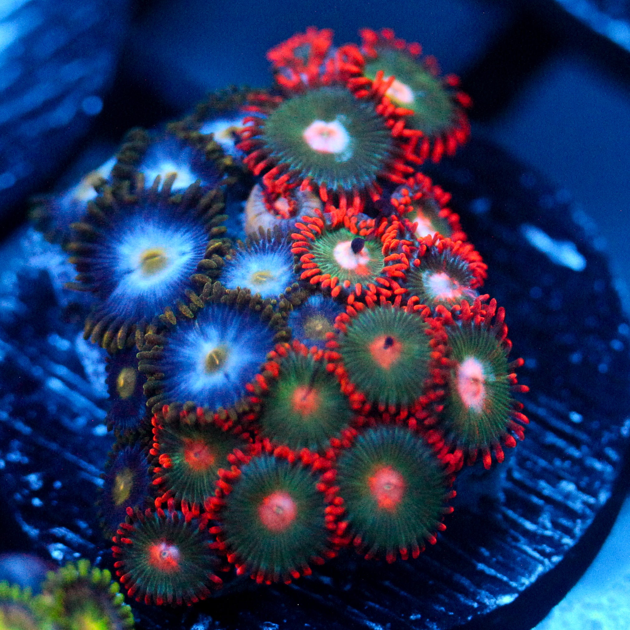JC Gatorade Zoanthids Mix