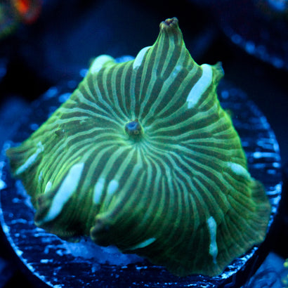 JC Blue Streak Watermelon Rind Discosoma