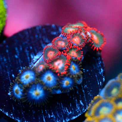 JC Blue Beast Zoanthid Mix