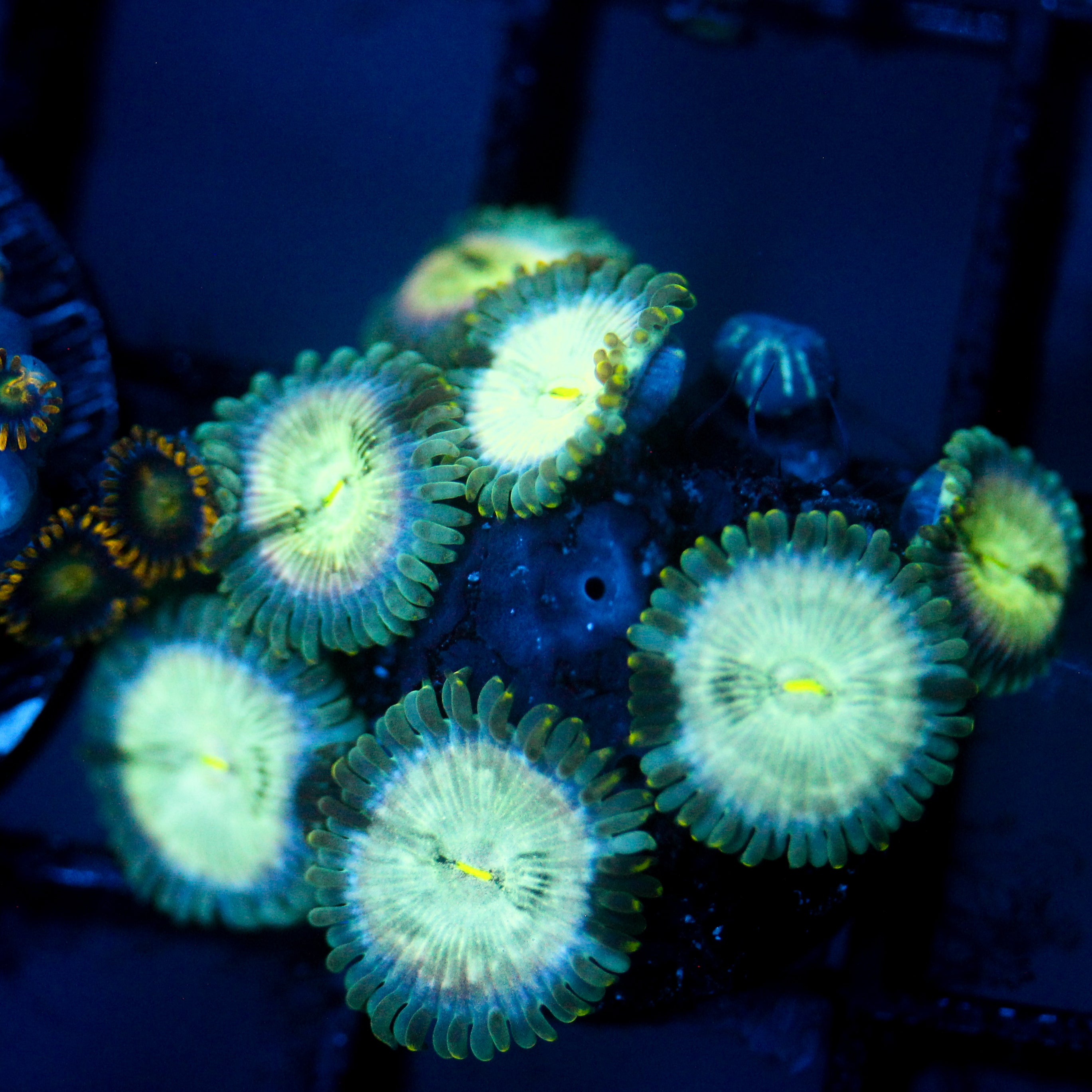 JC Hawaiian Ding Dang Zoanthid