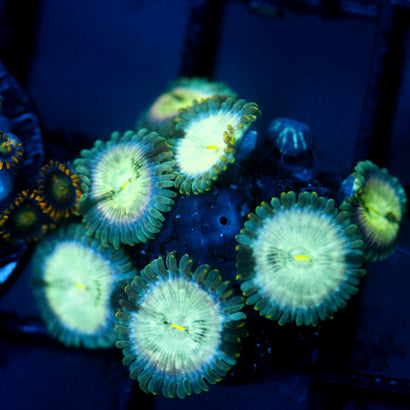 JC Hawaiian Ding Dang Zoanthid