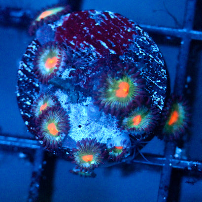 JC Blue Raven Zoanthid