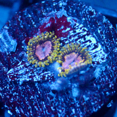 JC Purple Monster Zoanthid