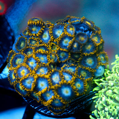 JC Saturn Zoanthid