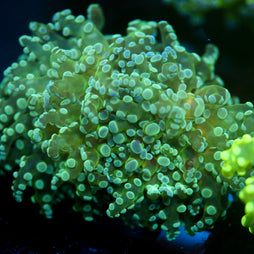 JC Underglow Octo