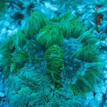JC Ultra Rock Flower Anemone