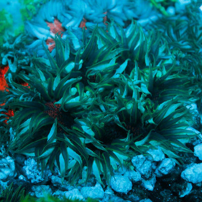 JC Ultra Rock Flower Anemone