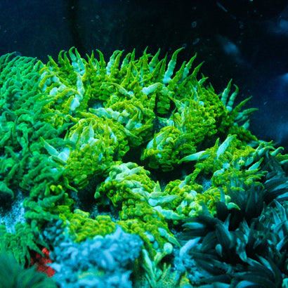 JC Ultra Rock Flower Anemone