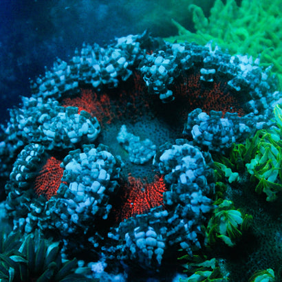 JC Ultra Rock Flower Anemone