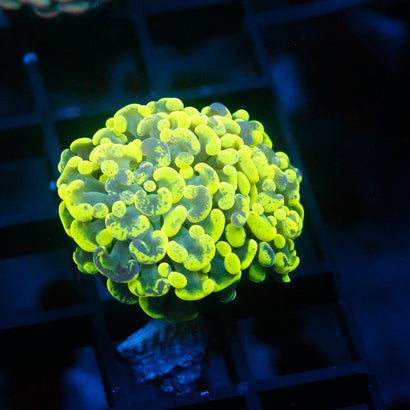 JC Yellow Splatter Hammer