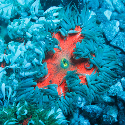 JC Ultra Rock Flower Anemone