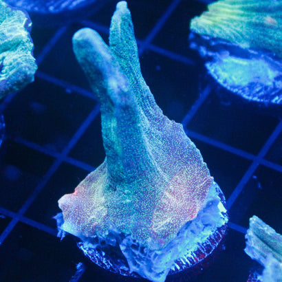 JC Cosmic Ash Pectinia