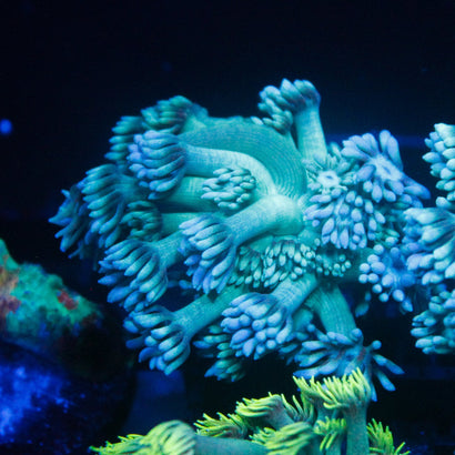 JC Blueberry Blast Goni