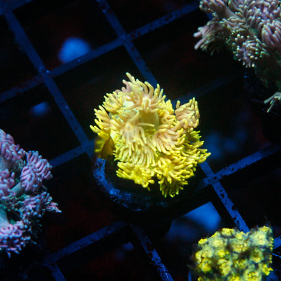 JC Yellow Passion Goni