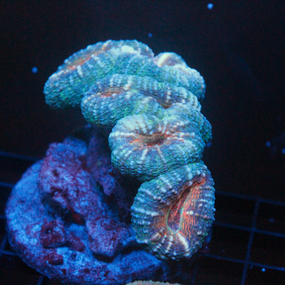 JC Rainbow Lobophyllia