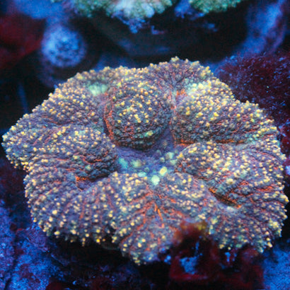 JC Rainbow Symphyllia