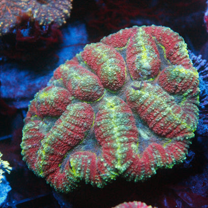 JC Rainbow Lobophyllia