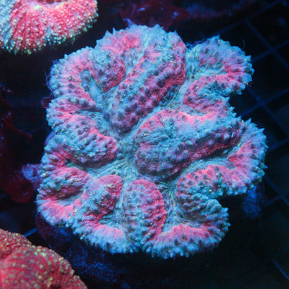JC Rainbow Lobophyllia