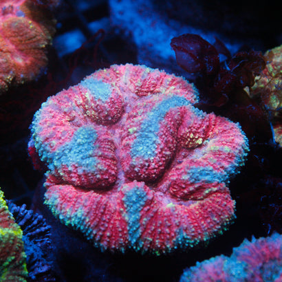 JC Rainbow Lobophyllia