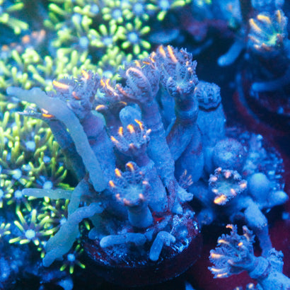JC Orange Clove Polyp